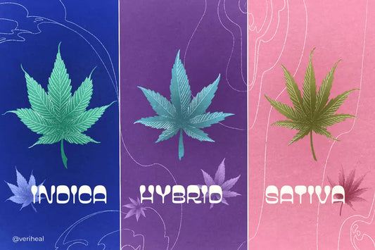 Understanding Indica vs. Sativa vs. Hybrid Cannabis Strains